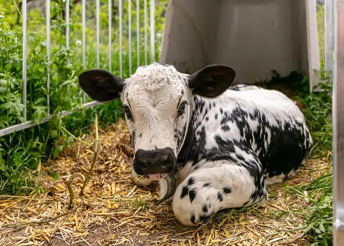 Marschbachhof Appartement